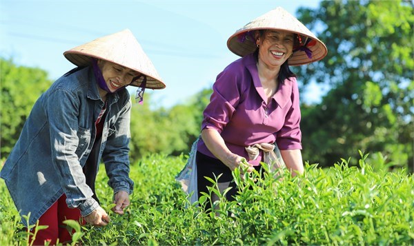 Hồi sinh vùng chè nức tiếng vùng Đông Bắc (26/8/2022)